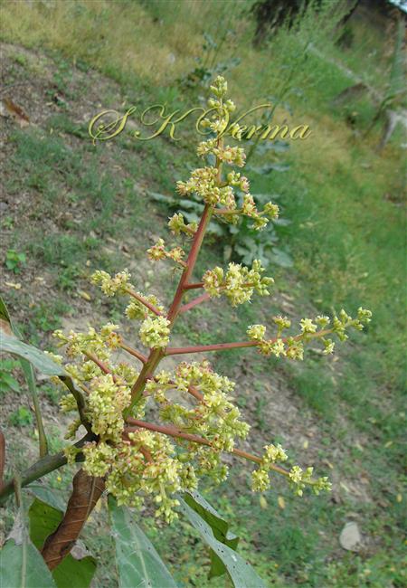  Inflorescence